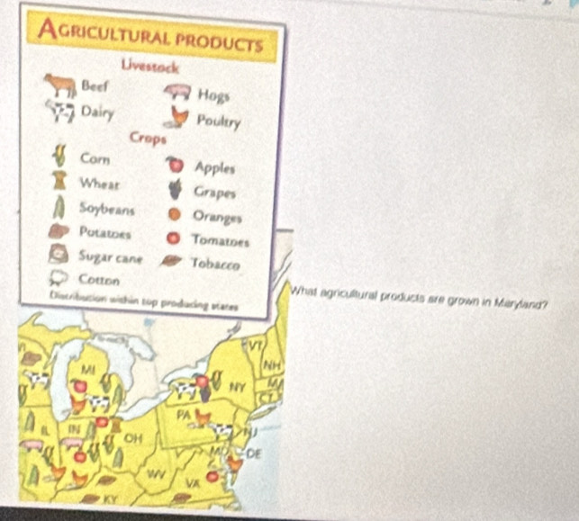 Agricultural products 
Livestack 
Beef Hogs 
Dairy Poultry 
Crops 
Carn Apples 
Whear Grapes 
Soybeans Oranges 
Putatoes Tomatoes 
Sugar cane Tobacco 
Cotton What agricultural products are grown in Maryland? 
Discribution within tup producing states 
M Peltrs 
NY 
PA 

OH 
DE 
VA