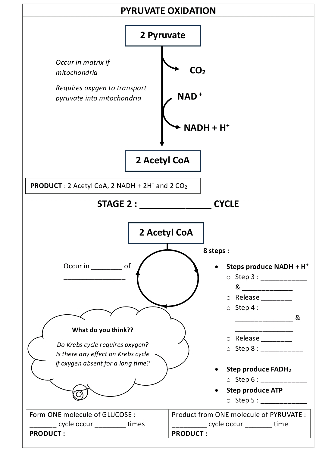 PYRUVATE OXIDATION 
2 Pyruvate 
Occur in matrix if 
mitochondria
CO_2
Requires oxygen to transport 
pyruvate into mitochondria
NAD^+
NADH+H^+
2 Acetyl CoA 
PRODUCT : 2 Acetyl CoA, 2 NADH +2H^+ and 2CO_2
_ 
STAGE 2 : CYCLE
2 Acetyl CoA 
8 steps : 
Occur in_ of Steps produce NADH + H * 
_ 
Step 3 :_ 
_ 
& 
Release_ 
Step 4 : 
_& 
What do you think?? 
_ 
Release_ 
Do Krebs cycle requires oxygen? 
Step 8 :_ 
Is there any effect on Krebs cycle 
if oxygen absent for a long time? 
Step produce FADH_2
○ Step 6 :_ 
Step produce ATP
○ Step 5 :_ 
Form ONE molecule of GLUCOSE : Product from ONE molecule of PYRUVATE : 
_cycle occur _times _cycle occur _time 
PRODUCT : PRODUCT :