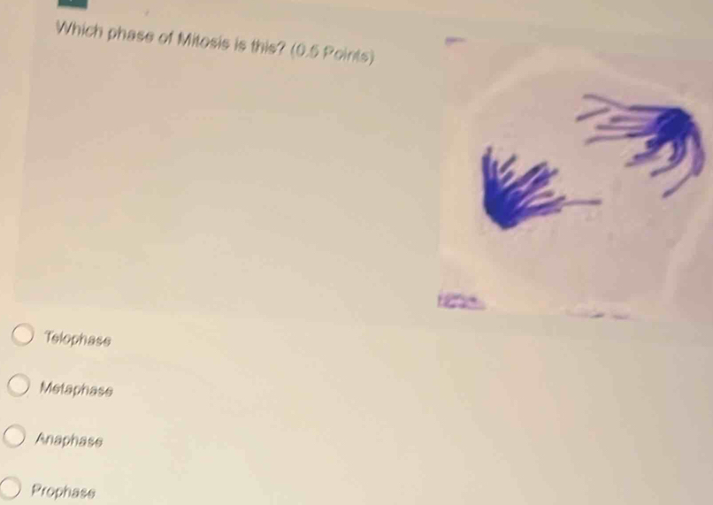 Which phase of Mitosis is this? (0.5 Points)

Telophase
Metaphase
Anaphass
Prophase