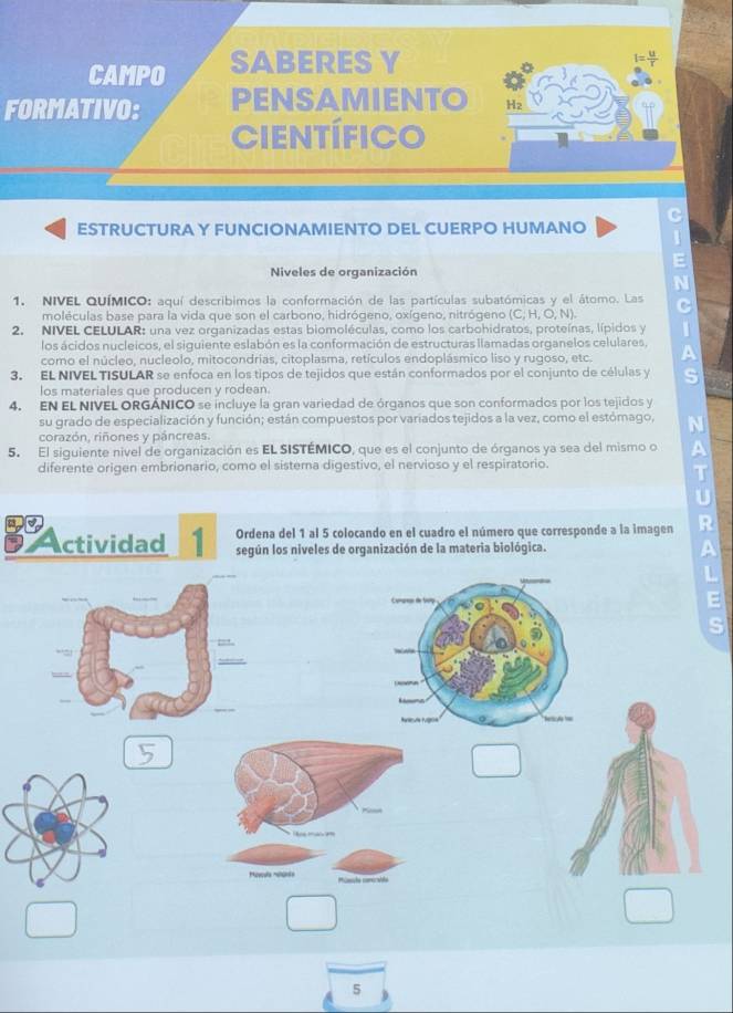 FO 
ESTRUCTURA Y FUNCIONAMIENTO DEL CUERPO HUMANO C 
1 
Niveles de organización 
1. NIVEL QUÍMICO: aquí describimos la conformación de las partículas subatómicas y el átomo. Las C 
moléculas base para la vida que son el carbono, hidrógeno, oxígeno, nitrógeno (C; H, O, N). 
2. NIVEL CELULAR: una vez organizadas estas biomoléculas, como los carbohidratos, proteínas, lípidos y 1 
los ácidos nucleicos, el siguiente eslabón es la conformación de estructuras llamadas organelos celulares, 
como el núcleo, nucleolo, mitocondrias, citoplasma, retículos endoplásmico liso y rugoso, etc. A 
3. EL NIVEL TISULAR se enfoca en los tipos de tejidos que están conformados por el conjunto de células y S 
los materiales que producen y rodean. 
4. EN EL NIVEL ORGÁNICO se incluye la gran variedad de órganos que son conformados por los tejidos y 
su grado de especialización y función; están compuestos por variados tejidos a la vez, como el estómago, N 
corazón, riñones y páncreas. 
5. El siguiente nivel de organización es EL SISTÉMICO, que es el conjunto de órganos ya sea del mismo o A 
diferente origen embrionario, como el sistema digestivo, el nervioso y el respiratorio. 
T 
U 
Ordena del 1 al 5 colocando en el cuadro el número que corresponde a la imagen R 
Actividad 1 según los niveles de organización de la materia biológica. 
A 
L 
E 
S 
5