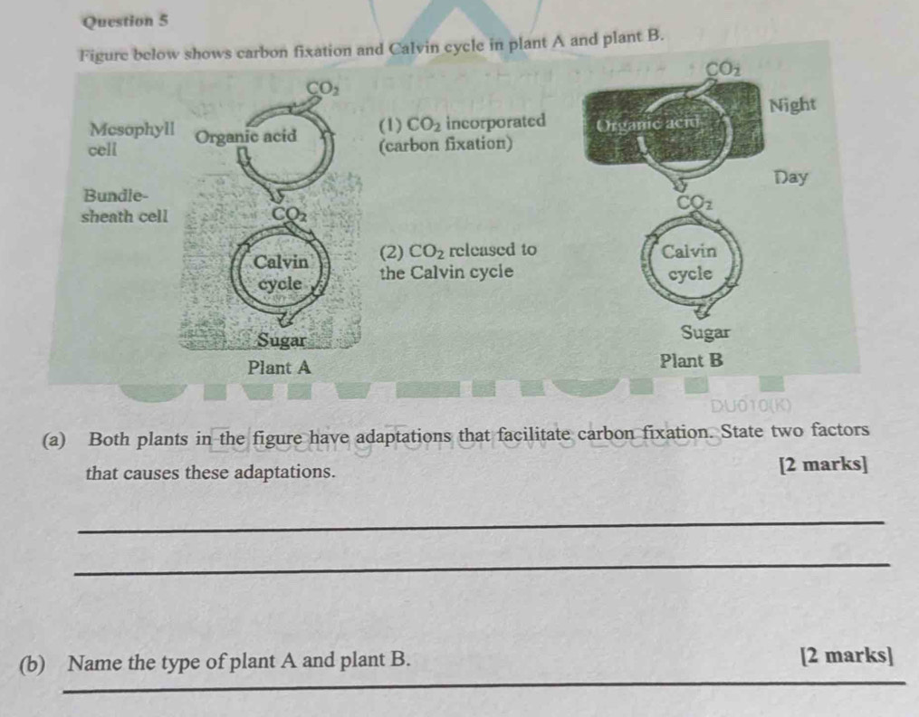 rbon fixation and Calvin cycle in plant A and plant B.
 
(a) Both plants in the figure have adaptations that facilitate carbon fixation. State two factors
that causes these adaptations. [2 marks]
_
_
_
(b) Name the type of plant A and plant B. [2 marks]
_