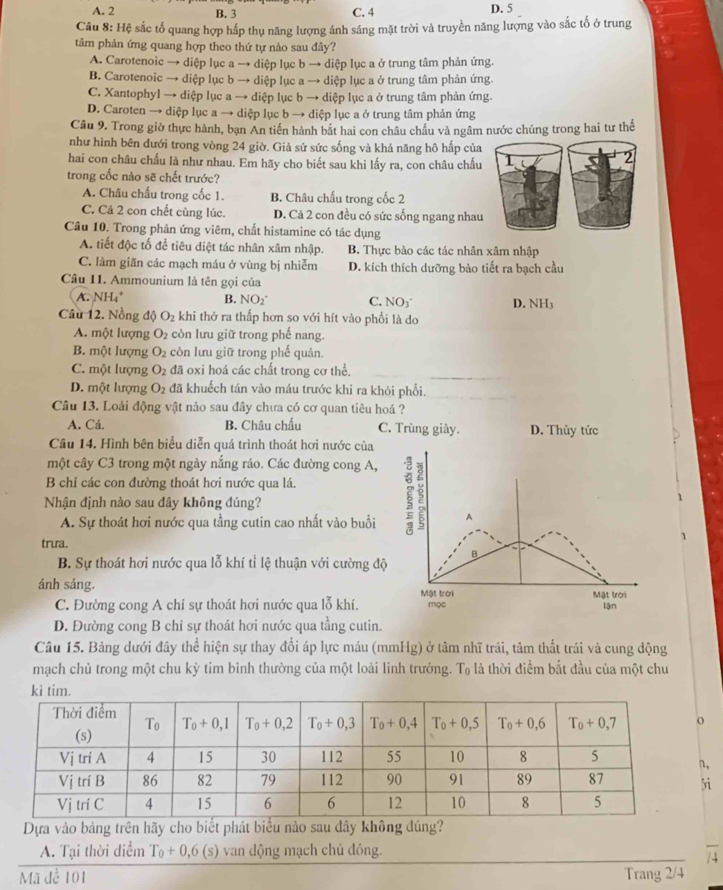 A. 2 B. 3 C. 4 D. 5
Câu 8: Hệ sắc tố quang hợp hấp thụ năng lượng ánh sáng mặt trời và truyền năng lượng vào sắc tố ở trung
tâm phản ứng quang hợp theo thứ tự nào sau đây?
A. Carotenoic → diệp lục a → diệp lục b → diệp lục a ở trung tâm phản ứng.
B. Carotenoic → diệp lục b → diệp lục a → diệp lục a ở trung tâm phản ứng.
C. Xantophyl → diệp lục a → diệp lục b → diệp lục a ở trung tâm phản ứng.
D. Caroten → diệp lục a → diệp lục b → diệp lục a ở trung tâm phản ứng
Câu 9. Trong giờ thực hành, bạn An tiến hành bắt hai con châu chấu và ngâm nước chúng trong hai tư thế
như hình bên dưới trong vòng 24 giờ. Giả sử sức sống và khả năng hô hấp của
hai con châu chấu là như nhau. Em hãy cho biết sau khi lấy ra, con châu chấu
trong cốc nào sẽ chết trước?
A. Châu chấu trong cốc 1. B. Châu chấu trong cốc 2
C. Cả 2 con chết cùng lúc. D. Cả 2 con đều có sức sống ngang nhau
Câu 10. Trong phản ứng viêm, chất histamine có tác dụng
A. tiết độc tố để tiêu diệt tác nhân xâm nhập. B. Thực bào các tác nhân xâm nhập
C. làm giãn các mạch máu ở vùng bị nhiễm D. kích thích dưỡng bào tiết ra bạch cầu
Câu 11. Ammounium là tên gọi của
A. NH_4 B. NO2° C. NO3° D. NH3
Câu 12. Nồng độ O_2 khi thở ra thấp hơn so với hít vào phổi là do
A. một lượng O_2 còn lưu giữ trong phế nang.
B. một lượng O_2 còn lưu giữ trong phế quản.
C. một lượng O_2 đã oxi hoá các chất trong cơ thể.
D. một lượng O_2 đã khuếch tán vào máu trước khi ra khỏi phổi.
Câu 13. Loài động vật nào sau đây chưa có cơ quan tiêu hoá ?
A. Cá. B. Châu chấu C. Trùng giày. D. Thủy tức
Câu 14. Hình bên biểu diễn quá trình thoát hơi nước của
một cây C3 trong một ngày nắng ráo. Các đường cong A,
B chỉ các con đường thoát hơi nước qua lá.
Nhận định nào sau đây không đúng?
A. Sự thoát hơi nước qua tầng cutin cao nhất vào buổi
3 A
trưa.
B
B. Sự thoát hơi nước qua lỗ khí tỉ lệ thuận với cường độ
ánh sáng.
Mặt trời
C. Đường cong A chỉ sự thoát hơi nước qua lỗ khí. mọc Mặt trời lận
D. Đường cong B chỉ sự thoát hơi nước qua tầng cutin.
Câu 15. Bảng dưới đây thể hiện sự thay đổi áp lực máu (mmHg) ở tâm nhĩ trái, tâm thất trái và cung động
mạch chủ trong một chu kỳ tim bình thường của một loài linh trưởng. T_0 là thời điểm bắt đầu của một chu
i
Dựa vào bảng trên hãy cho biết phát biểu nào sau đây không đúng?
A. Tại thời điểm T_0+0,6(s) van động mạch chủ đóng.
overline A
Mã để 101 Trang 2/4