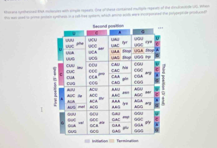 Khorana synthesised RNA molecules with simple repeats. One of these contained multiple repeats of the dinulceotide UG. When 
this was used to prime proteln synthesis in a cell-free system, which amino acids were incorporated the polypeptide produced? 
Initiation Termination