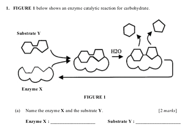 FIGURE 1 below shows an enzyme catalytic reaction for carbohydrate. 
FIGURE 1 
(a) Name the enzyme X and the substrate Y. [2 marks] 
Enzyme X :_ Substrate Y :_