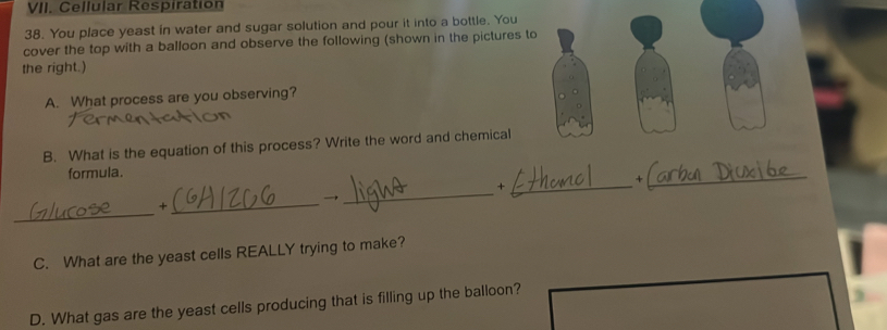 Cellular Respiration 
38. You place yeast in water and sugar solution and pour it into a bottle. You 
cover the top with a balloon and observe the following (shown in the pictures to 
the right.) 
A. What process are you observing? 
B. What is the equation of this process? Write the word and chemical 
formula. 
_+_ 
X 
_ 

_ 
_+ 
C. What are the yeast cells REALLY trying to make? 
D. What gas are the yeast cells producing that is filling up the balloon?