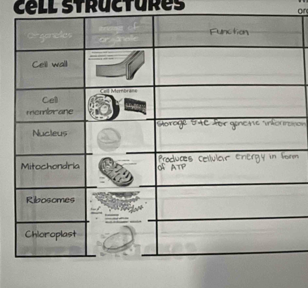 Cell structures 
or