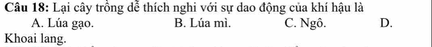 Lại cây trồng dễ thích nghi với sự dao động của khí hậu là
A. Lúa gạo. B. Lúa mì. C. Ngô. D.
Khoai lang.