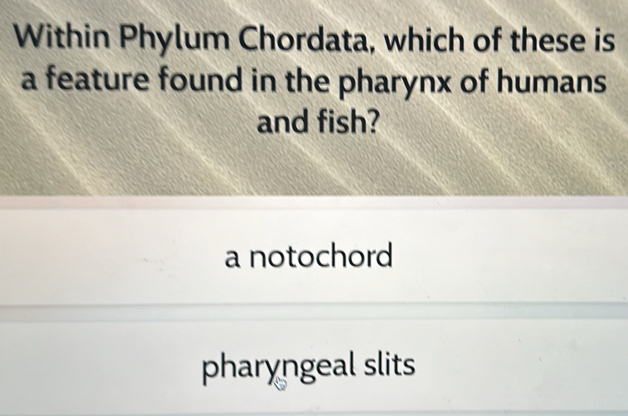 Within Phylum Chordata, which of these is
a feature found in the pharynx of humans
and fish?
a notochord
pharyngeal slits