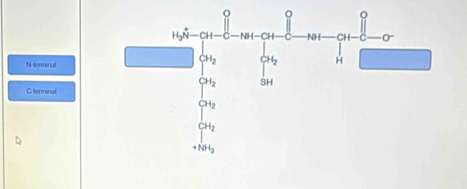 N-terminal
Cterminal