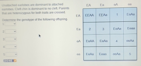 Unattached earlobes are dominant to attached 
earlobes. Cleft chin is dominant to no cleft. Parents 
that are heterozygous for both traits are crossed. 
Determine the genotype of the following offspring. 
1 
2 
3 
4 
5 
DoN