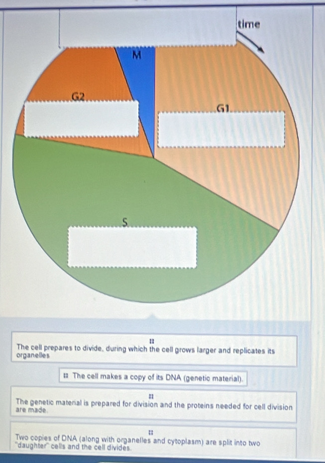 The cell prepares to divide, during which the cell grows larger and replicates its 
organelles 
= The cell makes a copy of its DNA (genetic material). 
n 
The genetic materal is prepared for division and the proteins needed for cell division 
are made. 
Two copies of DNA (along with organelles and cytoplasm) are split into two 
'daughter' cells and the cell divides.