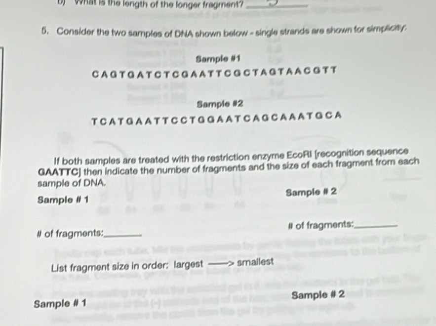 What is the length of the longer fragment?_ 
5. Consider the two samples of DNA shown below - single strands are shown for simplicity; 
Sample #1 
CAG T G A T C T C G A A T T C G C T A G T A A C G T T 
Sample #2 
T C A T G A A T T C C T G GA A T C A G C A A A T G C A 
If both samples are treated with the restriction enzyme EcoRI [recognition sequence 
GAATTC] then indicate the number of fragments and the size of each fragment from each 
sample of DNA. 
Sample # 1 Sample # 2 
# of fragments:_ # of fragments:_ 
List fragment size in order: largest > smallest 
Sample # 1 Sample # 2