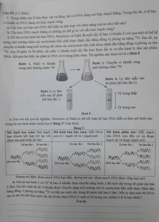 Câu III (3,5 điểm)
1. Trong nhân của tế bảo thực vật và động vật cỏ DNA dạng sợi kép, mạch thẳng. Trong khi đó, ở tế bảo
vi khuẩn có DNA dạng sợi kép, mạch vòng.
a. Cầu trúc sợi kép của DNA thể hiện sự phủ hợp với chức năng của nó như thể nào?
b. Cầu trúc DNA mạch thắng có những ưu thể gì so với cấu trúc mạch vòng?
2. Để tìm ra mô hình tái bản DNA, Meselson và Stahl đã nuôi cấy tế bào vi khuẩn E.cofi qua một số thể hệ
trong môi trường chứa các nucleotide tiên chất được đánh dấu bằng đồng vị phóng xạ nặng 'N. Sau đó, họ
chuyển vi khuẩn sang môi trường chi chứa các nucleotide tiền chất được đánh dầu bằng đồng vị phóng xạ nhẹ
14 'N. Sau 20 phút và 40 phút, các mẫu vi khuẩn nuôi cầy lần lượt được lấy ra và tiến hành ly tâm sản phẩm
DNA. Kết quả cho thấy các phần từ DNA có tỷ trọng khác nhau. Thí nghiệm này được mô tả ở Hình 8.
a. Dựa vào kết quả thi nghiệm, Meselson và Stahl có thể kết luận tái bản DNA diễn ra theo mô hình nào
trong ba mô hình được minh họa ở Bảng 3? Giải thích.
t mờ: đoạn mạch DNA được tổng hợp mới
b. Giả sử sau bước 1 có 10^3 tếể bào vi khuẩn được chuyển sang bước 2 để nuôi cầy trong 40 phút (tái bản
2 lần). Sau đó, toàn bộ số vi khuẩn được chuyển sang môi trường chỉ có nucleotide tiền chất được đánh dầu
đằng đồng vi phóng xạ năng ''N và tiếp tục nuôi cầy trong 80 phút (tái bản 4 lần). Nếu ly tâm toàn bộ DNA
tạo ra sau khi kết thúc nuôi cầy thì sẽ thu được DNA ở vạch có tỷ trọng cao chiếm tỉ lệ là bao nhiều?
_
Trả lời
_
_