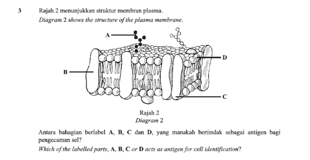 Rajah 2 menunjukkan struktur membran plasma. 
Diagram 2 shows the structure of the plasma membrane. 
Antara bahagian berlabel A, B, C dan D, yang manakah bertindak sebagai antigen bagi 
pengecaman sel? 
Which of the labelled parts, A, B, C or D acts as antigen for cell identification?