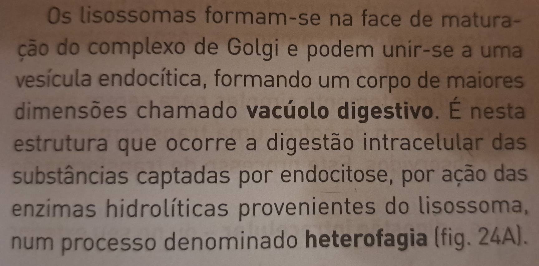 Os lisossomas formam-se na face de matura- 
ção do complexo de Golgi e podem unir-se a uma 
vesícula endocítica, formando um corpo de maiores 
dimensões chamado vacúolo digestivo. É nesta 
estrutura que ocorre a digestão intracelular das 
substâncias captadas por endocitose, por ação das 
enzimas hidrolíticas provenientes do lisossoma, 
num processo denominado heterofagia (fig. 24A).