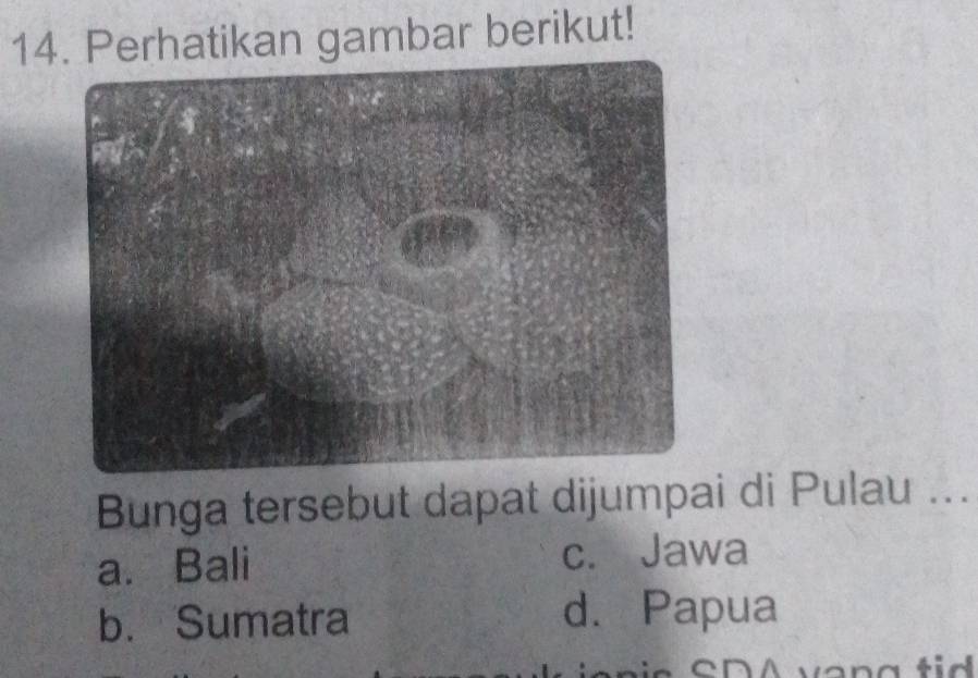 Perhatikan gambar berikut!
Bunga tersebut dapat dijumpai di Pulau ...
a. Bali c. Jawa
b. Sumatra d. Papua