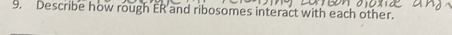 Describe how rough ER and ribosomes interact with each other.