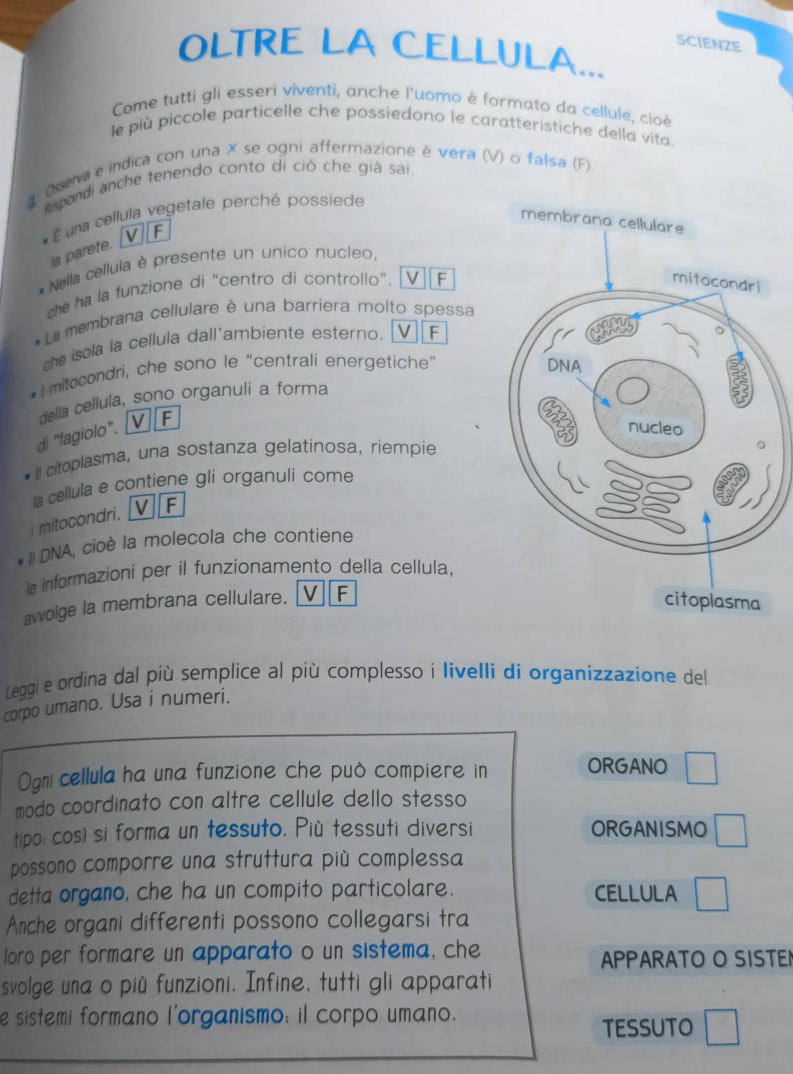 SCIENZE
OLTRE LA CELLULA...
Come tutti gli esseri viventi, anche l'uomo è formato da cellule, cioé
le più piccole particelle che possiedono le caratteristiche della vita.
4 Osseva e indica con una ✗ se ogni affermazione è vera (V) o falsa (F).
Rispondi anche tenendo conto di ciò che già sai.
É É una cellula vegetale perché possiede
Ia parete. [V][F
* Nella cellula è presente un unico nucleo,
he ha la funzione di “centro di controllo”. V]F
La membrana cellulare è una barriera molto spessa
che isola la cellula dall'ambiente esterno. VF
mitocondri, che sono le “centrali energetiche” 
della cellula, sono organuli a forma
di "fagiolo". [V][F
Il citoplasma, una sostanza gelatinosa, riempie
la cellula e contiene gli organuli come
i mitocondri.  / VF
# DNA, cioè la molecola che contiene
le informazioni per il funzionamento della cellula,
avvolge la membrana cellulare. Iv F
Leggi e ordina dal più semplice al più complesso i livelli di organizzazione del
corpo umano. Usa i numeri.
Ogni cellula ha una funzione che può compiere in ORGANO □
modo coordinato con altre cellule dello stesso
tipo: cosí si forma un tessuto. Più tessuti diversi ORGANISMO □
possono comporre una struttura più complessa
detta organo, che ha un compito particolare. CELLULA □
Anche organi differenti possono collegarsi tra
loro per formare un apparato o un sistema, che
APPARATO O SISTEN
svolge una o più funzioni. Infine, tutti gli apparati
e sistemi formano l'organismo; il corpo umano.
TESSUTO □