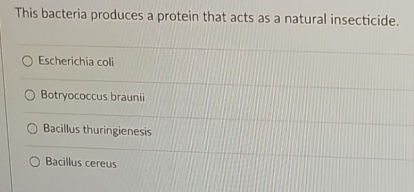 This bacteria produces a protein that acts as a natural insecticide.
Escherichia coli
Botryococcus braunii
Bacillus thuringienesis
Bacillus cereus