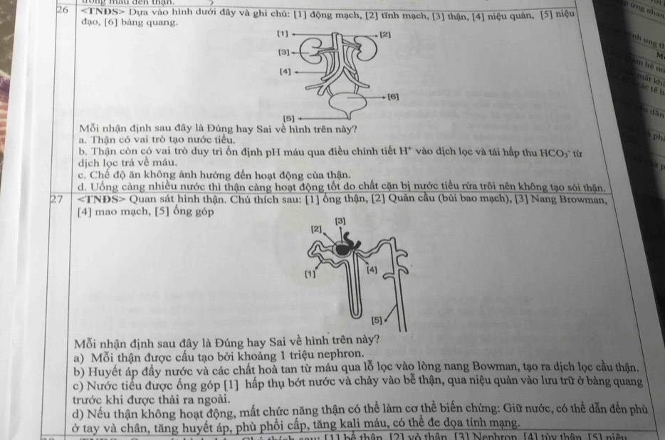 ứ ng nhan
26 Dựa vào hình dưới đây và ghi chú: [1] động mạch, [2] tĩnh mạch, [3] thận, [4] niệu quản, [5] niệu
đạo, [6] bàng quang.
ệ  h ng t
M
m hệm
mất kh
r ác tế b
Tu dân
Mỗi nhận định sau đây là Đúng hay
a. Thận có vai trò tạo nước tiểu.
1 ph
b. Thận còn có vai trò duy trì ổn định pH máu qua điều chỉnh tiết H^+ vào dịch lọc và tái hấp thu HCO₃' từ
dịch lọc trả về máu.

c. Chế độ ăn không ảnh hưởng đến hoạt động của thận.
d. Uống càng nhiều nước thì thận càng hoạt động tốt do chất cặn bị nước tiểu rừa trôi nên không tạo sỏi thận.
27 ∠ TNDS> Quan sát hình thận. Chú thích sau: [1] ống thận, [2] Quản cầu (búi bao mạch), [3] Nang Browman,
[4] mao mạch, [5] ổng góp 
Mỗi nhận định sau đây là Đúng hay Sai về hình trên này?
a) Mỗi thận được cầu tạo bởi khoảng 1 triệu nephron.
b) Huyết áp đầy nước và các chất hoà tan từ máu qua lỗ lọc vào lòng nang Bowman, tạo ra dịch lọc cầu thận.
c) Nước tiểu được ống góp [1] hấp thụ bớt nước và chảy vào bễ thận, qua niệu quản vào lưu trữ ở bảng quang
trước khi được thải ra ngoài.
d) Nếu thận không hoạt động, mất chức năng thận có thể làm cơ thể biến chứng: Giữ nước, có thể dẫn đến phù
ở tay và chân, tăng huyết áp, phù phổi cấp, tăng kali máu, có thể đe dọa tính mạng.
1 b ể thân, [2] vỏ thân, [3] Nephron, [4] tùy thân, [5] niệu