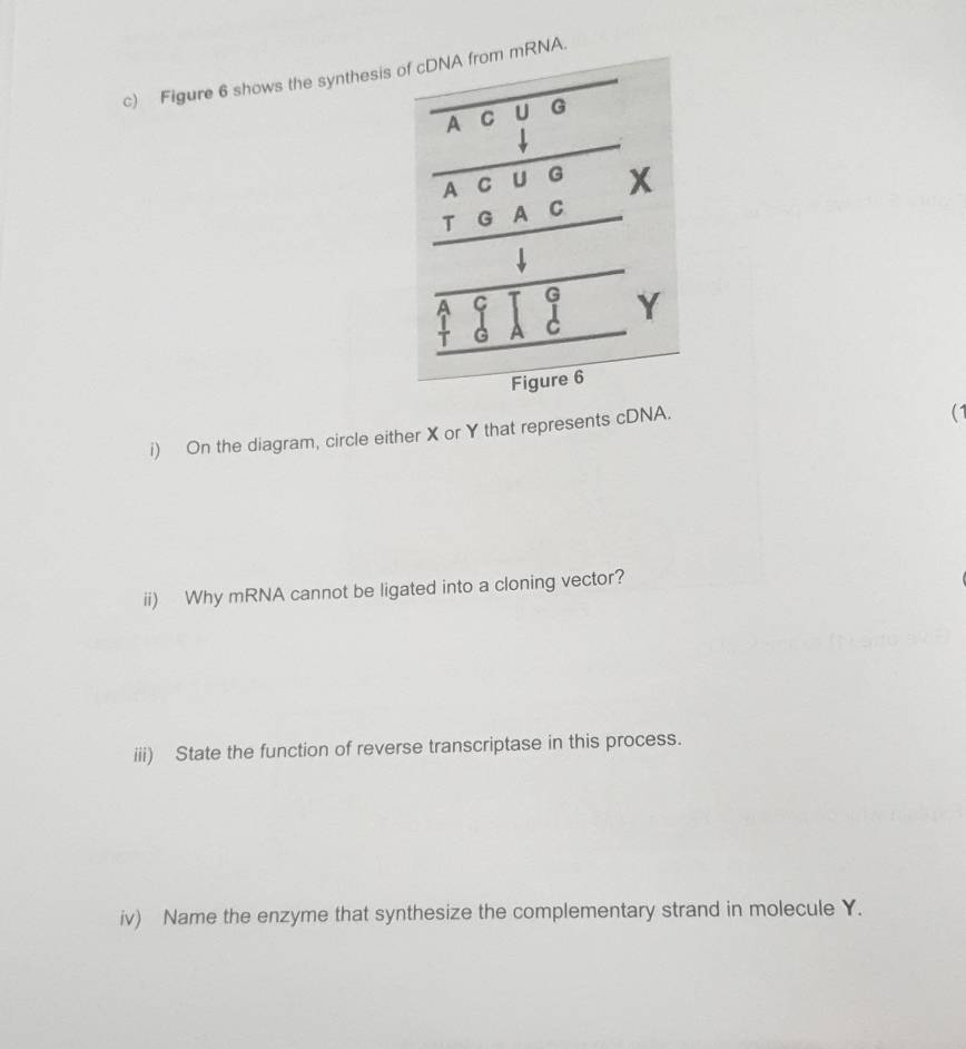 Figure 6 shows the synthesisNA. 
i) On the diagram, circle either X or Y that represents cDNA. 
(1 
ii) Why mRNA cannot be ligated into a cloning vector? 
iii) State the function of reverse transcriptase in this process. 
iv) Name the enzyme that synthesize the complementary strand in molecule Y.