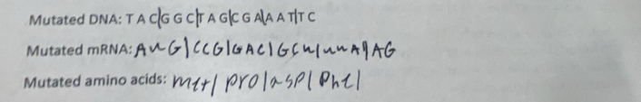 Mutated DNA: T 
Mutated mRNA: 
Mutated amino acids: