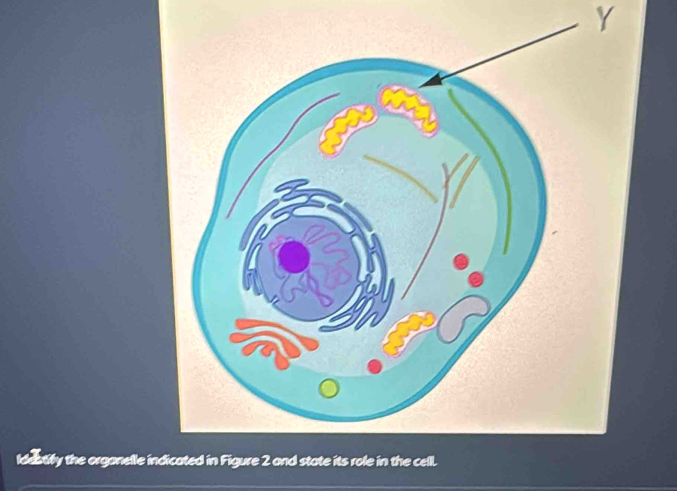 Idestify the organelle in