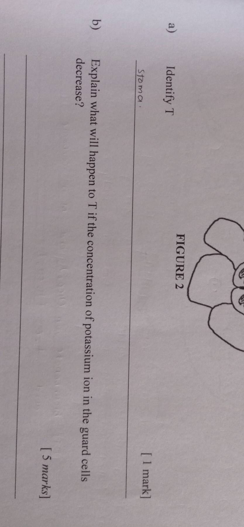 FIGURE 2 
a) Identify T 
_ 
[ 1 mark] 
b) Explain what will happen to T if the concentration of potassium ion in the guard cells 
decrease? 
[ 5 marks] 
_ 
_