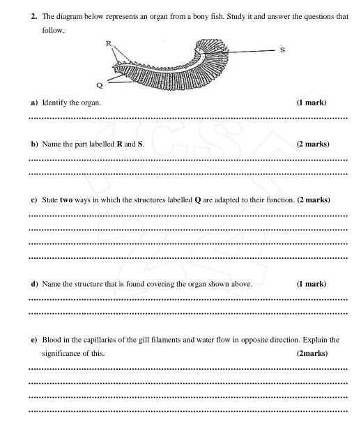 The diagram below represents an organ from a bony fish. Study it and answer the questions that 
follow, 
a) Identify the organ. (1 mark) 
_ 
b) Name the part labelled R and S. (2 marks) 
_ 
_ 
c) State two ways in which the structures labelled Q are adapted to their function. (2 marks) 
_ 
_ 
_ 
_ 
d) Name the structure that is found covering the organ shown above. (1 mark) 
_ 
_ 
e) Blood in the capillaries of the gill filaments and water flow in opposite direction. Explain the 
significance of this. (2marks) 
_ 
_ 
_ 
_