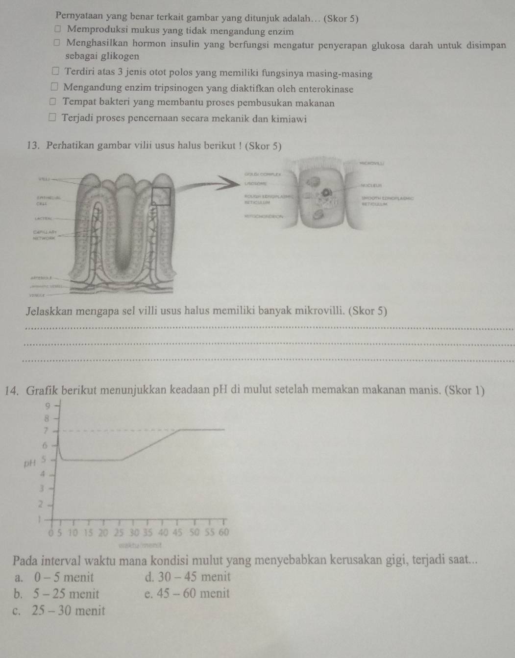 Pernyataan yang benar terkait gambar yang ditunjuk adalah… (Skor 5)
Memproduksi mukus yang tidak mengandung enzim
Menghasilkan hormon insulin yang berfungsi mengatur penyerapan glukosa darah untuk disimpan
sebagai glikogen
Terdiri atas 3 jenis otot polos yang memiliki fungsinya masing-masing
Mengandung enzim tripsinogen yang diaktifkan oleh enterokinase
Tempat bakteri yang membantu proses pembusukan makanan
Terjadi proses pencernaan secara mekanik dan kimiawi
13. Perhatikan gambar vilii usus halus berikut ! (Skor 5)
Jelaskkan mengapa sel villi usus halus memiliki banyak mikrovilli. (Skor 5)
_
_
_
_
_
_
14. Grafik berikut menunjukkan keadaan pH di mulut setelah memakan makanan manis. (Skor 1)
Pada interval waktu mana kondisi mulut yang menyebabkan kerusakan gigi, terjadi saat...
a. 0 - 5 menit d. 30 - 45 menit
b. 5 - 2 5 menit e. 45 - 60 menit
C. 25-30 menit