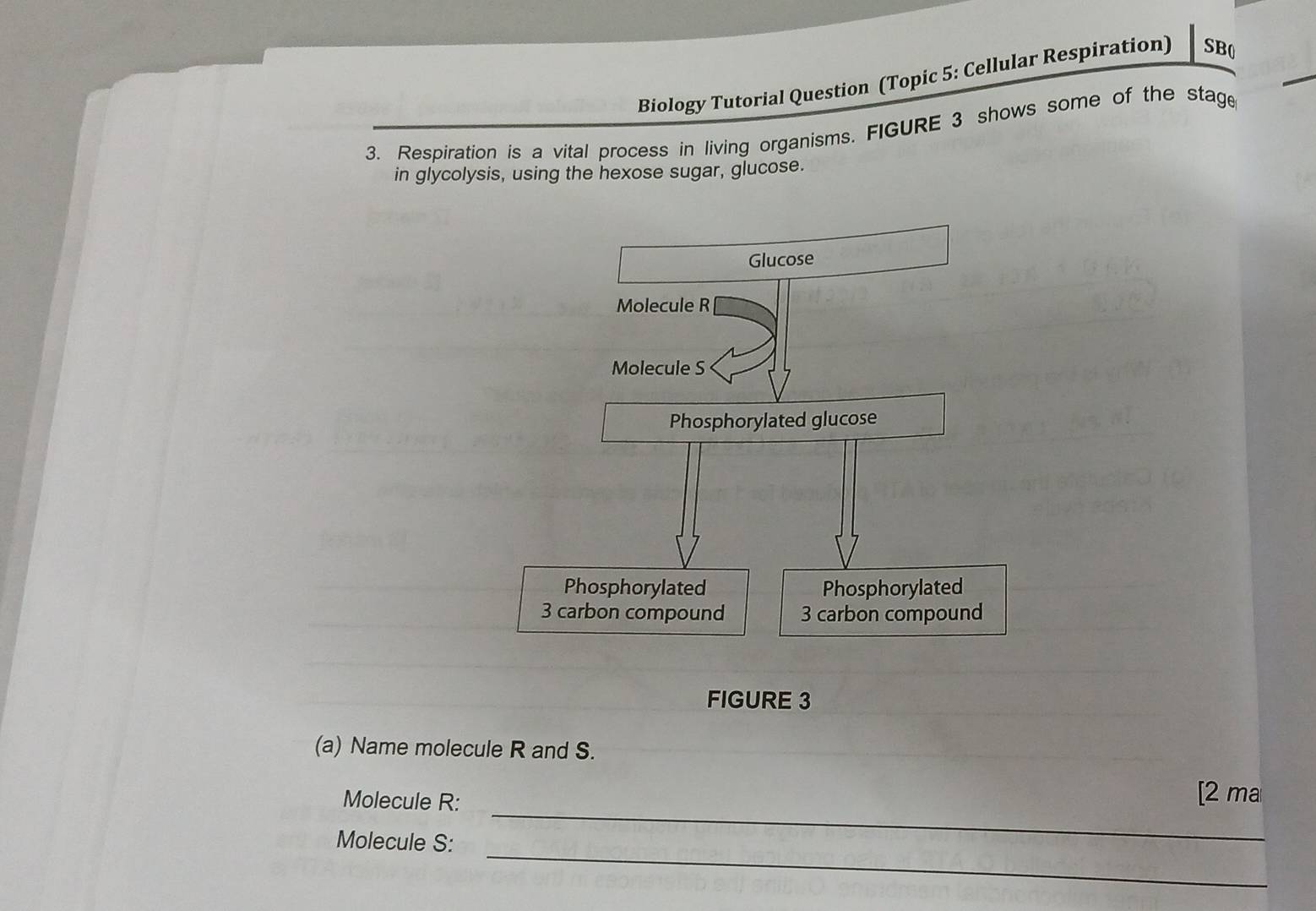 Biology Tutorial Question (Topic 5: Cellular Respiration) SB( 
3. Respiration is a vital process in living organisms. FIGURE 3 shows some of the stage 
in glycolysis, using the hexose sugar, glucose. 
FIGURE 3 
(a) Name molecule R and S. 
_ 
Molecule R : [2 ma 
_ 
Molecule S :