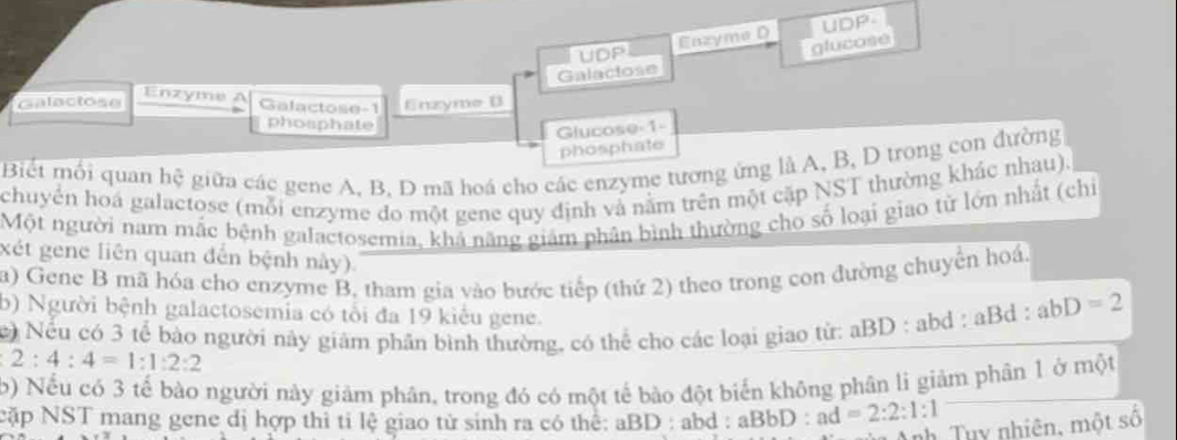 Enzyme D UDP- 
UDP 
glucose 
Galaciose 
Enzyme Galactose- 1
Galactose Enzyme D 
phosphate 
Glucose-1- 
phosphate 
Biếi mối quan hệ giữa các gene A, B, D mã hoá cho các enzyme tương ứng là A, B, D trong con đường 
chuyển hoá galactose (mỗi enzyme đo một gene quy định và nằm trên một cặp NST thường khác nhau). 
Một người nam mắc bệnh galactosemia, khả năng giám phân bình thường cho số loại giao tử lớn nhất (chi 
xét gene liên quan đến bệnh này). 
a) Gene B mã hóa cho enzyme B, tham gia vào bước tiếp (thứ 2) theo trong con đường chuyển hoá. 
b) Người bệnh galactosemia có tổi đa 19 kiểu gene. 
Nếu có 3 tể bào người này giám phần bình thường, có thể cho các loại giao từ: aBD : abd : aBd : abD=2
2:4:4=1:1:2:2
b) Nếu có 3 tế bào người này giảm phân, trong đó có một tế bào đột biển không phân li giảm phân 1 ở một 
cặp NST mang gene dị hợp thi tỉ lệ giao từ sinh ra có the: aBD : abd : aBbD:ad=2:2:1:1
h Tu y nhiên, một số