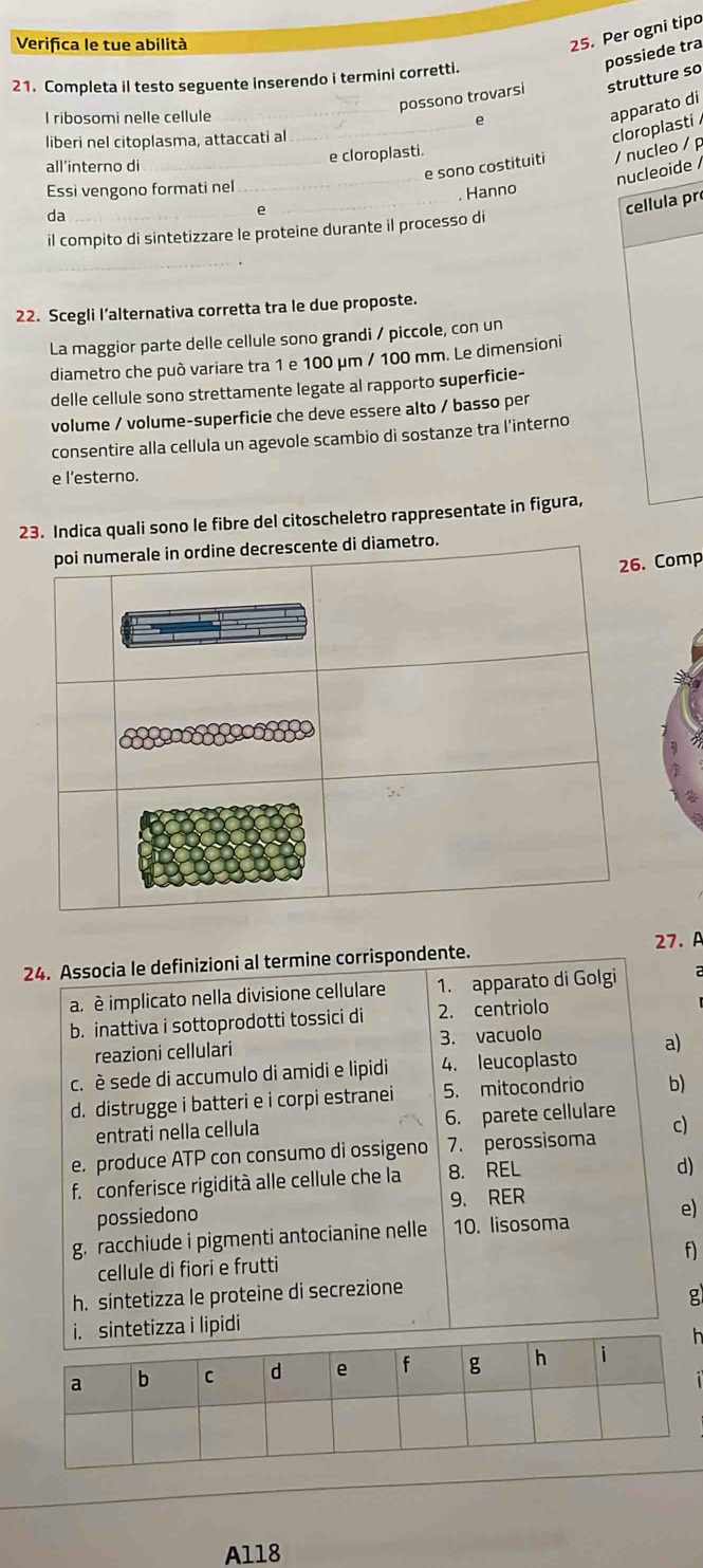 Verifica le tue abilità
25. Per ogni tipo
possiede tra
21. Completa il testo seguente inserendo i termini corretti.
_
possono trovarsi strutture so
_
cloroplasti apparato di
I ribosomi nelle cellule
e
liberi nel citoplasma, attaccati al
_
all’interno di
_e cloroplasti.
e sono costituiti / nucleo / p
nucleoide
Essi vengono formati nel
da
e _, Hanno
cellula pr
il compito di sintetizzare le proteine durante il processo di
_
22. Scegli I’alternativa corretta tra le due proposte.
La maggior parte delle cellule sono grandi / piccole, con un
diametro che può variare tra 1 e 100 μm / 100 mm. Le dimensioni
delle cellule sono strettamente legate al rapporto superficie-
volume / volume-superficie che deve essere alto / basso per
consentire alla cellula un agevole scambio di sostanze tra l’interno
e l’esterno.
23. Indica quali sono le fibre del citoscheletro rappresentate in figura,
ro.
Comp
24. Associa le definizioni al termine corrispondente. 27. A
a. è implicato nella divisione cellulare 1. apparato di Golgi
b. inattiva i sottoprodotti tossici di 2. centriolo
reazioni cellulari 3. vacuolo
c. è sede di accumulo di amidi e lipidi 4. leucoplasto a)
d. distrugge i batteri e i corpi estranei 5. mitocondrio b)
entrati nella cellula 6. parete cellulare
e. produce ATP con consumo di ossigeno 7. perossisoma c)
f. conferisce rigidità alle cellule che la 8. REL
d)
possiedono 9. RER
g. racchiude i pigmenti antocianine nelle 10. lisosoma e)
f
cellule di fiori e frutti
h. sintetizza le proteine di secrezione
g
i. sintetizza i lipidi
h
A118