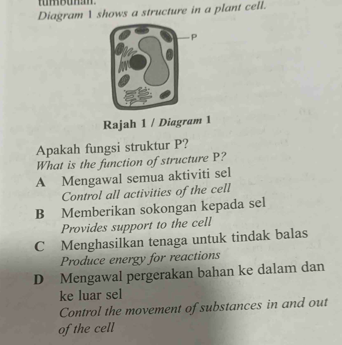 Diagram 1 shows a structure in a plant cell.
Rajah 1 / Diagram 1
Apakah fungsi struktur P?
What is the function of structure P?
A Mengawal semua aktiviti sel
Control all activities of the cell
B Memberikan sokongan kepada sel
Provides support to the cell
C Menghasilkan tenaga untuk tindak balas
Produce energy for reactions
D Mengawal pergerakan bahan ke dalam dan
ke luar sel
Control the movement of substances in and out
ofthe cell