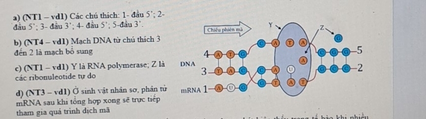 (NT1 - vd1) Các chú thích: 1 - đầu 5'; 2-
đầu 5'; 3 - đầu 3'; 4 - đầu 5'; 5 -đầu 3 '. 
b) (NT4 - vd1) Mạch DNA từ chú thích 3 
đển 2 là mạch bồ sung 
c) (NT1 - vd1) Y là RNA polymerase; Z là 
các ribonuleotide tự do 
d) (NT3 - vd1) Ở sinh vật nhân sơ, phân tử 
mRNA sau khi tổng hợp xong sẽ trực tiếp 
tham gia quá trình dịch mã