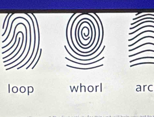 loop whorl arc