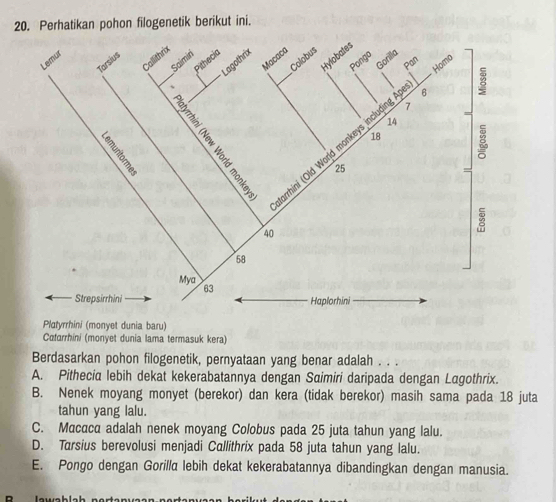 Perhatikan pohon filogenetik berikut ini.
Platyrrhini (monyet dunia baru)
Catarrhini (monyet dunia lama termasuk kera)
Berdasarkan pohon filogenetik, pernyataan yang benar adalah . . .
A. Pithecia lebih dekat kekerabatannya dengan Saimiri daripada dengan Lagothrix.
B. Nenek moyang monyet (berekor) dan kera (tidak berekor) masih sama pada 18 juta
tahun yang lalu.
C. Macaca adalah nenek moyang Colobus pada 25 juta tahun yang lalu.
D. Tarsius berevolusi menjadi Callithrix pada 58 juta tahun yang lalu.
E. Pongo dengan Gorilla lebih dekat kekerabatannya dibandingkan dengan manusia.