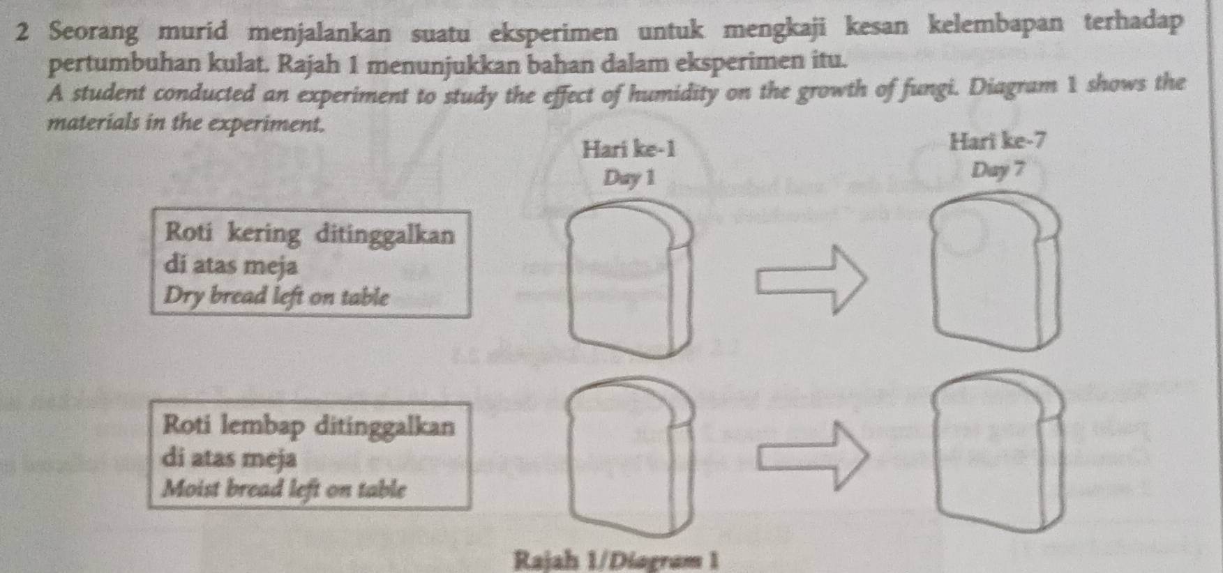 Seorang murid menjalankan suatu eksperimen untuk mengkaji kesan kelembapan terhadap 
pertumbuhan kulat. Rajah 1 menunjukkan bahan dalam eksperimen itu. 
A student conducted an experiment to study the effect of humidity on the growth of fungi. Diagram 1 shows the 
materials in the experiment. 
Hari ke- 1 Hari ke- 7
Day 1 Day 7 
Roti kering ditinggalkan 
di atas meja 
Dry bread left on table 
Roti lembap ditinggalkan 
di atas meja 
Moist bread left on table 
Rajah 1/Diagram 1