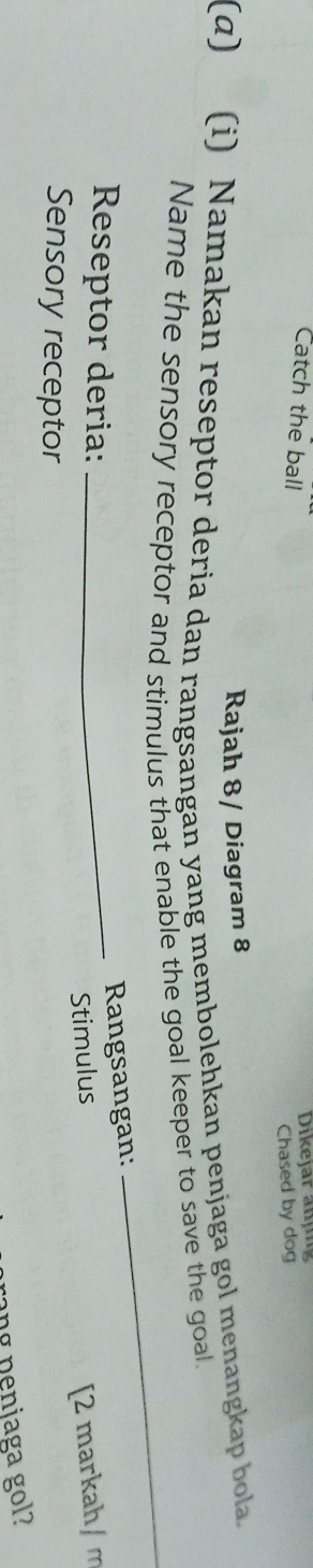 Catch the ball 
Dikejär äujing 
Chased by dog 
Rajah 8/ Diagram 8 
(α) (i) Namakan reseptor deria dan rangsangan yang membolehkan penjaga gol menangkap bola 
_ 
Name the sensory receptor and stimulus that enable the goal keeper to save the goal. 
Reseptor deria:_ 
Rangsangan: 
Stimulus 
[2 markah/ m 
Sensory receptor 
ang penjaga gol?