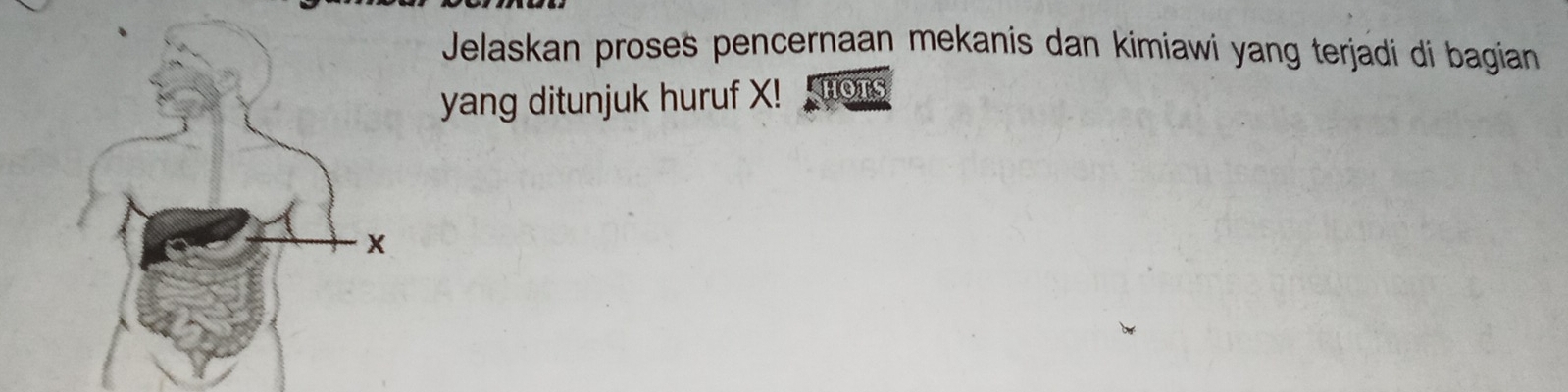 Jelaskan proses pencernaan mekanis dan kimiawi yang terjadi di bagian 
yang ditunjuk huruf X! HOTS