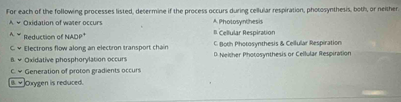 For each of the following processes listed, determine if the process occurs during cellular respiration, photosynthesis, both, or neither.
A. ✔ Oxidation of water occurs A Photosynthesis
Reduction of NADP† B. Cellular Respiration
C. v Electrons flow along an electron transport chain C Both Photosynthesis & Cellular Respiration
B. Oxidative phosphorylation occurs D. Neither Photosynthesis or Cellular Respiration
C. × Generation of proton gradients occurs
Oxygen is reduced.