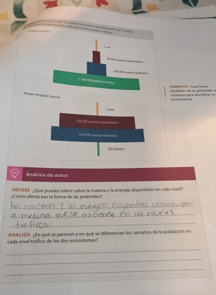 Lna pemidn de números es una representación del númer
que hey en cada uno de los níveles tróficos
90 300 insectos depredadorss
200 (00 insectos herbivers
1 500 000 plantas de hierba
COMENTA Traza líneas alrededor de las pirâmides d
bosque templado (verano)
números para identificar su forma básica
5 aves
120 000 insectós deprediadores
150 000 insectios herbhroras
200 ártbolies
Análisis de datos
INFIERE ¿Qué puedes inferir sobre la materia y la energía disponibles en cada nivel?
¿Cómo afecta eso la forma de las pirámides?
_
_
_
ANALIZA ¿En qué se parecen y en qué se diferencian los tamaños de la población en
cada nível trófico de los dos ecosistemas?
_
_
_