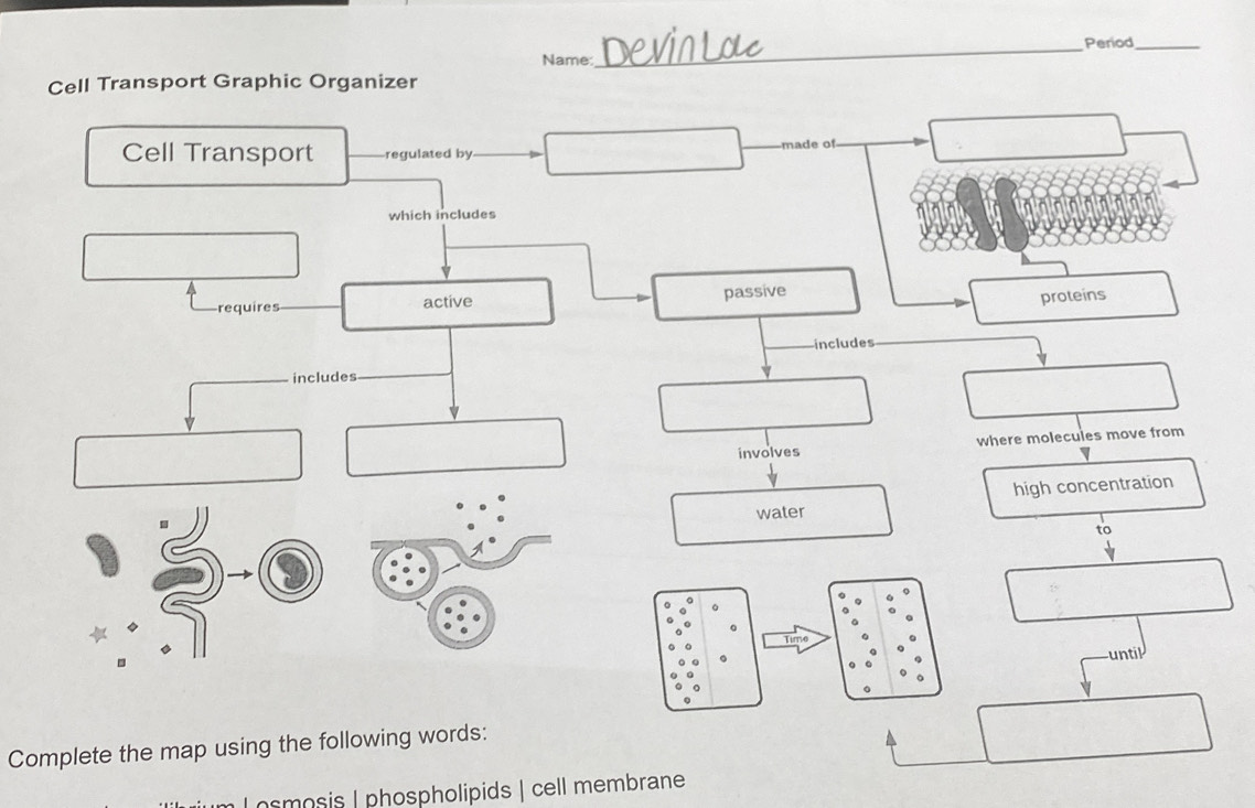 Period_ 
Name: 
_ 
Cell Transport Graphic Organizer 
Cell Transport regulated by made of 
which includes 
requires _active passive 
proteins 
includes 
includes 
_ 
involves where molecules move from 
water high concentration 
to 
。 
。 
Time 
. 
until 
Complete the map using the following words: 
osmosis | phospholipids | cell membrane