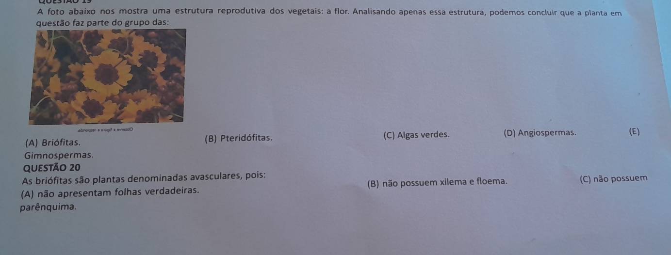 A foto abaixo nos mostra uma estrutura reprodutiva dos vegetais: a flor. Analisando apenas essa estrutura, podemos concluir que a planta em
questão faz parte do grupo das:
abnouzen a asugit a eviezd0
(A) Briófitas. (B) Pteridófitas. (C) Algas verdes. (D) Angiospermas. (E)
Gimnospermas.
QUESTÃO 20
As briófitas são plantas denominadas avasculares, pois:
(A) não apresentam folhas verdadeiras. (B) não possuem xilema e floema. (C) não possuem
parênquima.