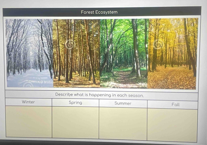 Forest Ecosystem