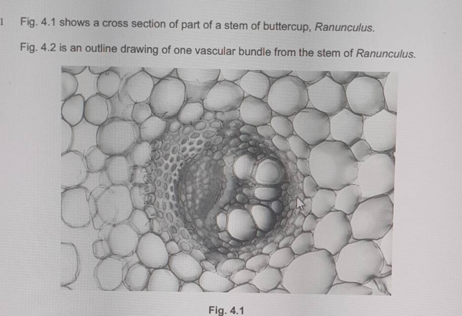 Fig. 4.1 shows a cross section of part of a stem of buttercup, Ranunculus. 
Fig. 4.2 is an outline drawing of one vascular bundle from the stem of Ranunculus. 
Fig. 4.1