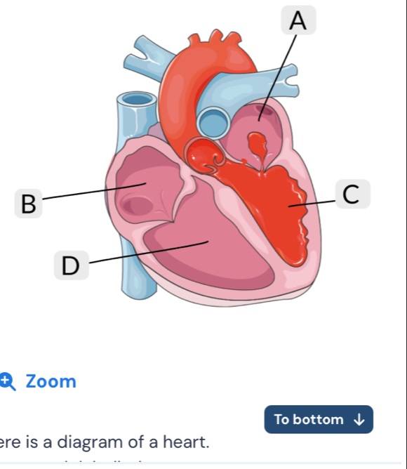 Zoom 
To bottom 
ere is a diagram of a heart.