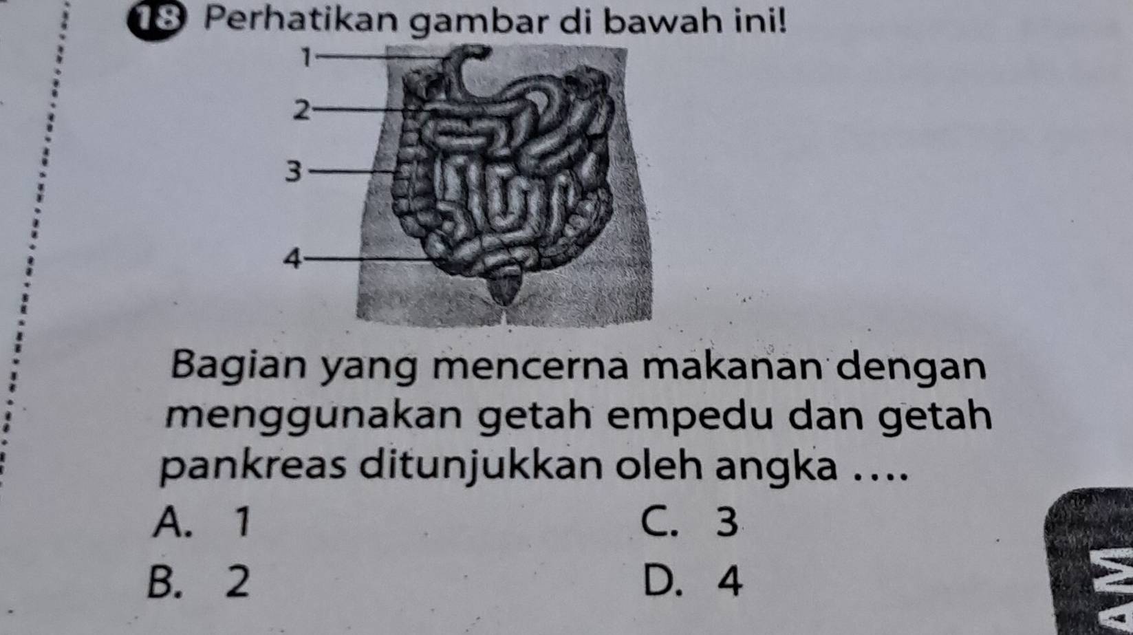 Perhatikan gambar di bawah ini!
Bagian yang mencerna makanan dengan
menggunakan getah empedu dan getah
pankreas ditunjukkan oleh angka ....
A. 1 C. 3
B. 2 D. 4