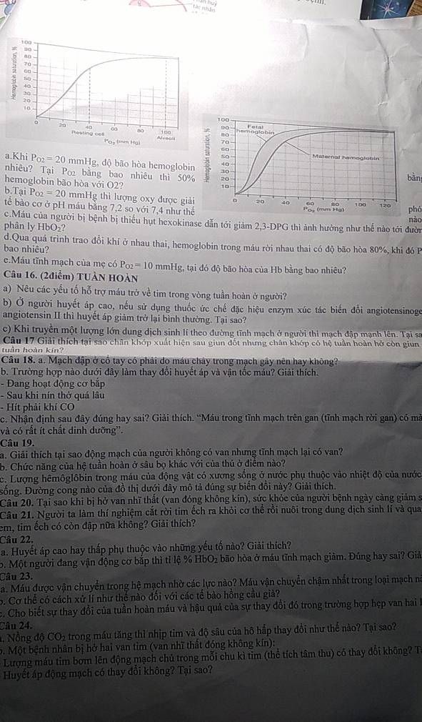 Tác nhâm
100
no
a() -
70 -
60
50
40 
30
20
10 100
20
80 100 * Do Fotal
80 hemoglabin
Pesting cell Alvegli 70
60
Pos (mm Hg) Maternal hemoglubin
a.Khi P_02=20 mmHg, độ bão hòa hemoglobin  so
40 bǎn
30
nhiêu? Tại Po₂ bằng bao nhiêu thì 50% 20
hemoglobin bão hòa với O2?
10
b.Tại P_02=20 mmHg thì lượng oxy được giải o 20 40 60 120
tế bào cơ ở pH máu bằng 7,2 so với 7,4 như thế phó
na (mm Ha)
c.Máu của người bị bệnh bị thiếu hụt hexokinase dẫn tới giảm 2,3-DPG thì ảnh hưởng như thế nào tới đười nào
phân ly HbO₂?
d.Qua quá trình trao đồi khí ở nhau thai, hemoglobin trong máu rời nhau thai có độ bão hòa 80%, khi đó P
bao nhiêu?
e.Máu tĩnh mạch của mẹ có P_O2=10 mmHg, tại đó độ bão hòa của Hb bằng bao nhiêu?
Câu 16. (2điểm) TUÀN HOÀN
a) Nêu các yếu tố hỗ trợ máu trở về tim trong vòng tuần hoàn ở người?
b) Ở người huyết áp cao, nếu sử dụng thuốc ức chế đặc hiệu enzym xúc tác biến đổi angiotensinoge
angiotensin II thì huyết áp giảm trở lại bình thường. Tại sao?
c) Khi truyền một lượng lớn dung dịch sinh lí theo đường tĩnh mạch ở người thi mạch đập mạnh lên. Tại sa
Câu 17 Giải thích tại sao chân khớp xuất hiện sau giun đốt nhưng chân khớp có hệ tuần hoàn hở còn giun
tuần hoàn kín?
Câu 18. a. Mạch đập ở cổ tay có phải do máu chảy trong mạch gây nên hay không?
b. Trường hợp nào dưới đây làm thay đổi huyết áp và vận tốc máu? Giải thích.
- Đang hoạt động cơ bắp
- Sau khi nín thở quá lâu
- Hít phải khí CO
c. Nhận định sau đây đúng hay sai? Giải thích. “Máu trong tĩnh mạch trên gan (tĩnh mạch rời gan) có mà
và có rất ít chất dinh dưỡng''.
Câu 19.
a. Giải thích tại sao động mạch của người không có van nhưng tĩnh mạch lại có van?
b. Chức năng của hệ tuần hoàn ở sâu bọ khác với của thủ ở điểm nào?
c. Lượng hêmôglôbin trong máu của động vật có xương sống ở nước phụ thuộc vào nhiệt độ của nước
sống. Đường cong nào của đồ thị dưới đây mô tả đúng sự biến đồi này? Giải thích.
Câu 20. Tại sao khi bị hở van nhĩ thất (van đóng không kín), sức khỏc của người bệnh ngày cảng giảm s
Câu 21. Người ta làm thí nghiệm cắt rời tim ếch ra khỏi cơ thể rồi nuôi trong dung địch sinh lí và qua
em, tim ếch có còn đập nữa không? Giải thích?
Câu 22.
a. Huyết áp cao hay thấp phụ thuộc vào những yếu tố nào? Giải thích?
o. Một người đang vận động cơ bắp thì tỉ lệ % HbO₂ bão hòa ở máu tĩnh mạch giảm. Đúng hay sai? Giả
Câu 23.
a. Máu được vận chuyển trong hệ mạch nhờ các lực nào? Máu vận chuyển chậm nhất trong loại mạch nà
6. Cơ thể có cách xử lí như thể nào đối với các tế bào hồng cầu giả?
c. Cho biết sự thay đổi của tuần hoàn máu và hậu quả của sự thay đổi đó trong trường hợp hẹp van hai l
Câu 24.
a. Nồng độ CO2 trong máu tăng thì nhịp tim và độ sâu của hô hấp thay đổi như thể nào? Tại sao?
b. Một bệnh nhân bị hở hai van tìm (van nhĩ thất đóng không kín):
Lượng máu tim bơm lên động mạch chủ trong mỗi chu kì tim (thể tích tâm thu) có thay đổi không? T
Huyết áp động mạch có thay đổi không? Tại sao?