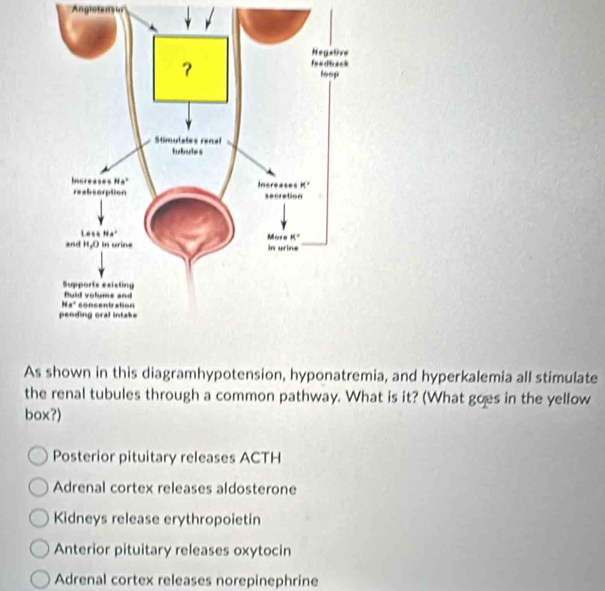 Angistans
As shown in this diagramhypotension, hyponatremia, and hyperkalemia all stimulate
the renal tubules through a common pathway. What is it? (What goes in the yellow
box?)
Posterior pituitary releases ACTH
Adrenal cortex releases aldosterone
Kidneys release erythropoietin
Anterior pituitary releases oxytocin
Adrenal cortex releases norepinephrine